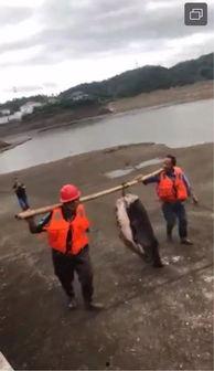 水库大鱼爆料视频播放,视频播放引发热议! 第2张 水库大鱼爆料视频播放,视频播放引发热议! 第2张